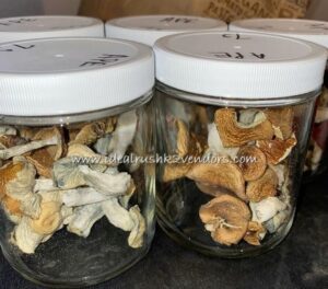 Buy Golden Teacher Mushrooms in Australia